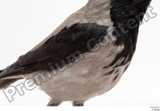 Carrion crow bird chest wing 0001.jpg